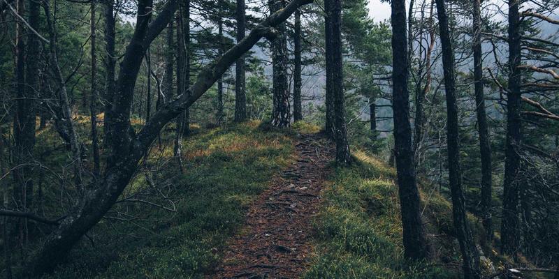 测试文章目录树功能